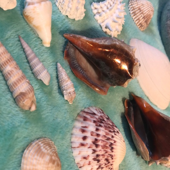 VARIETY OF REAL SHELLS - Picture 3 of 5